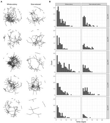 Scaling of ant colony interaction networks